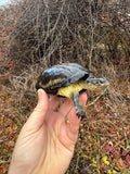 African Dwarf Mud Turtle Adult Female #10 (Pelusios nanus)