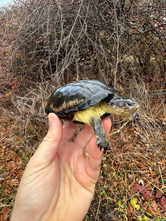 African Dwarf Mud Turtle Adult Female #10 (Pelusios nanus)