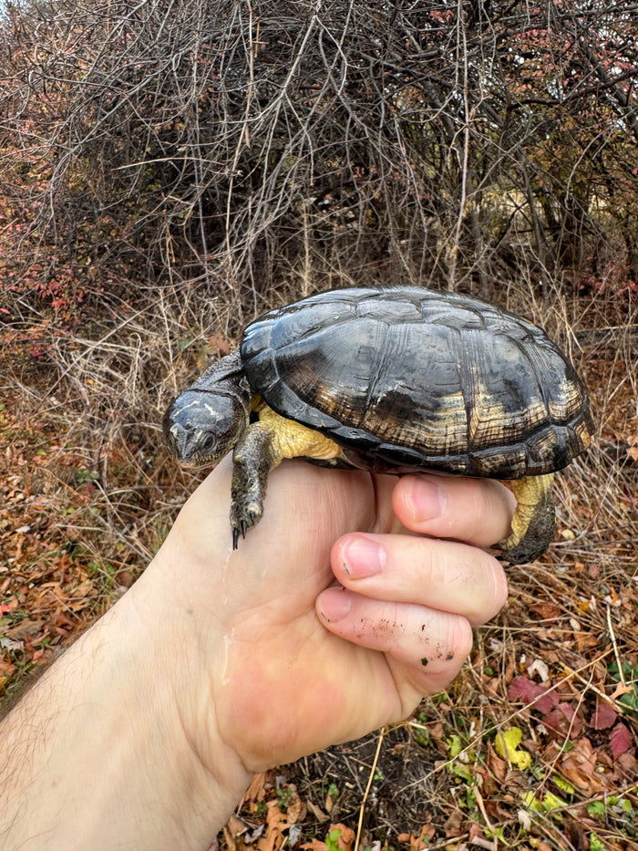 African Dwarf Mud Turtle Adult Female #10 (Pelusios nanus)