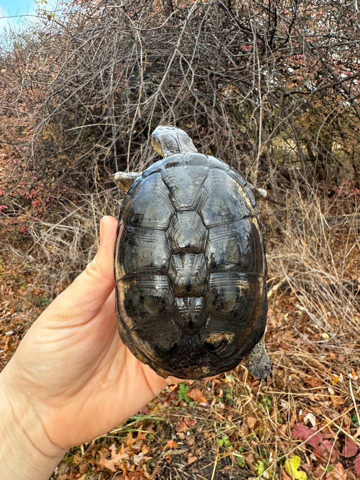 African Dwarf Mud Turtle Adult Female #10 (Pelusios nanus)