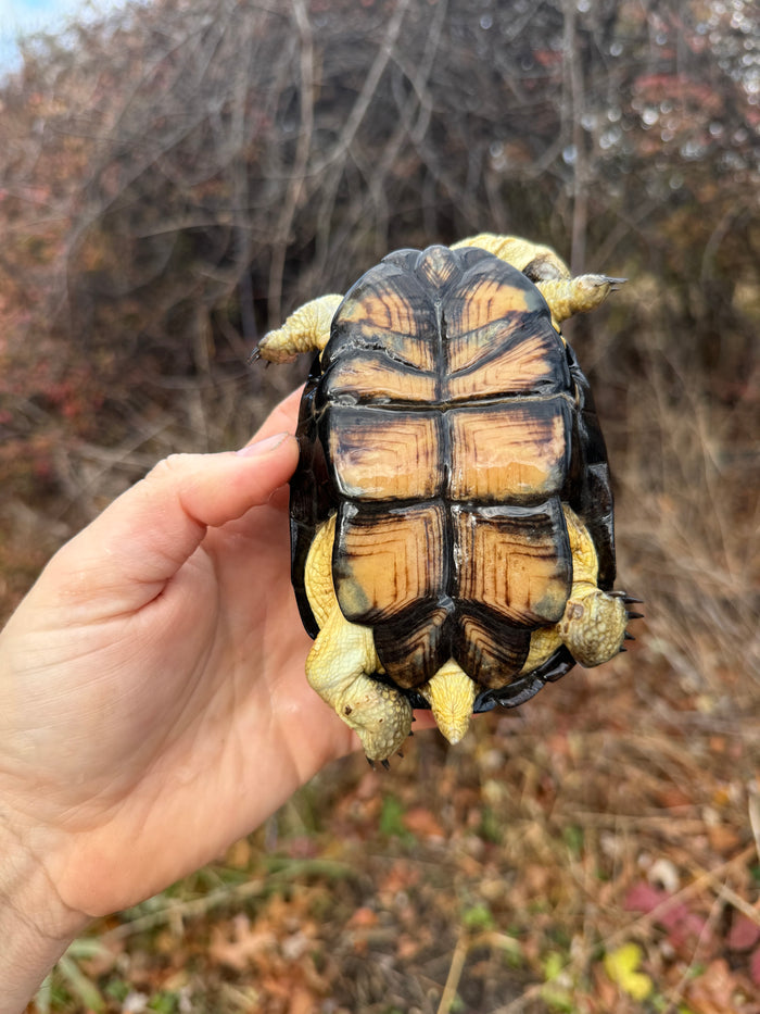 African Dwarf Mud Turtle Adult Female #10 (Pelusios nanus)