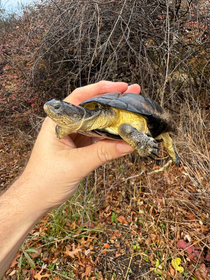 African Dwarf Mud Turtle Adult Female #10 (Pelusios nanus)