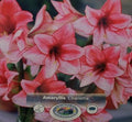 Amaryllis "Charisma" Bulb