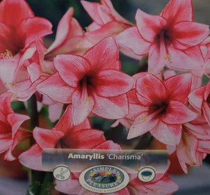 Amaryllis "Charisma" Bulb