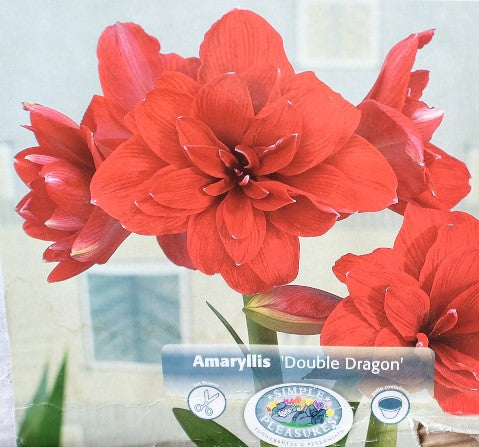 Amaryllis "Double Dragon" Bulb