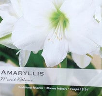 Amaryllis "Mont Blanc" Bulb