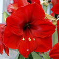 Amaryllis 'Red Lion' Bulb