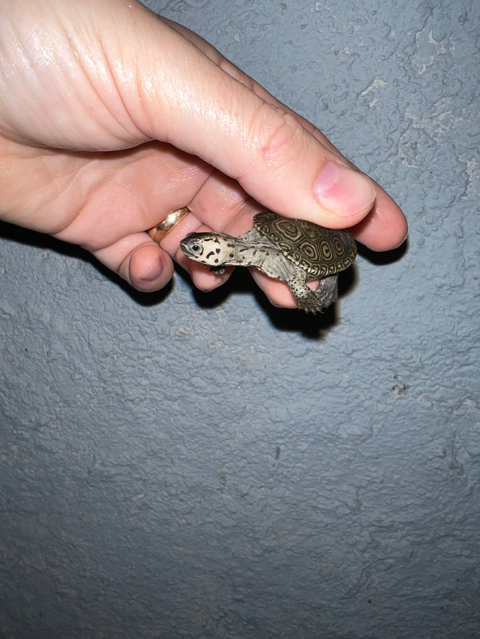 Concentric Diamondback Terrapin 2022 (Malaclemys terrapin) #10 Temp Sexed Female