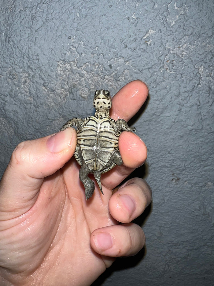 Concentric Diamondback Terrapin 2022 (Malaclemys terrapin) #10 Temp Sexed Female