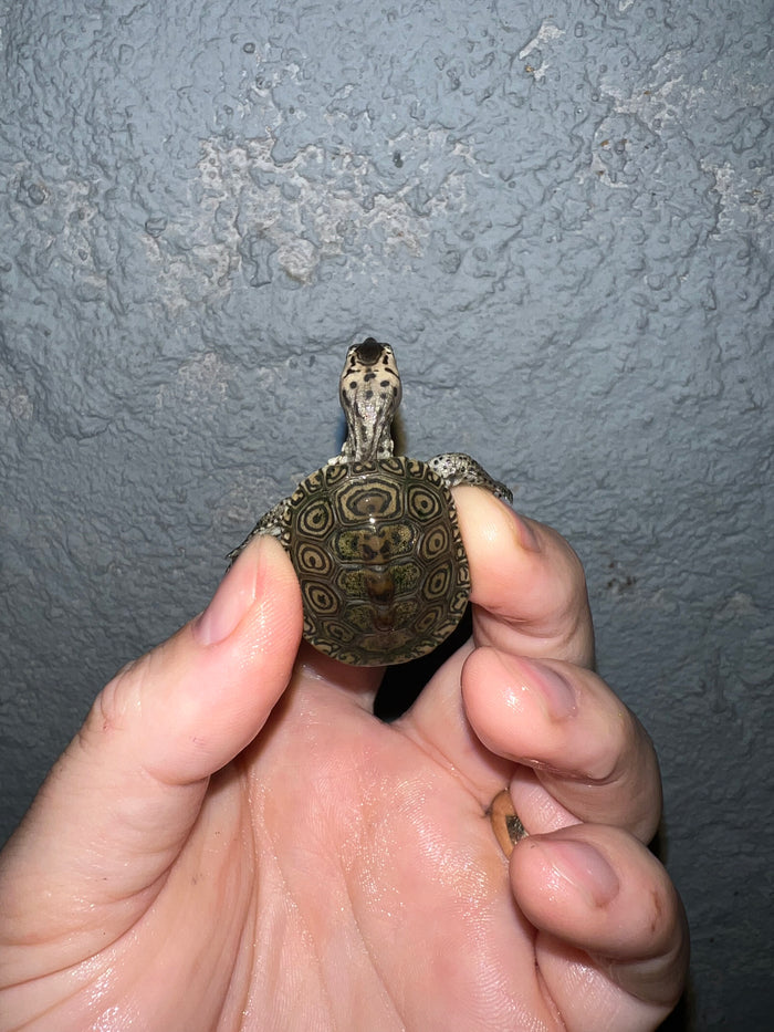 Concentric Diamondback Terrapin 2022 (Malaclemys terrapin) #10 Temp Sexed Female