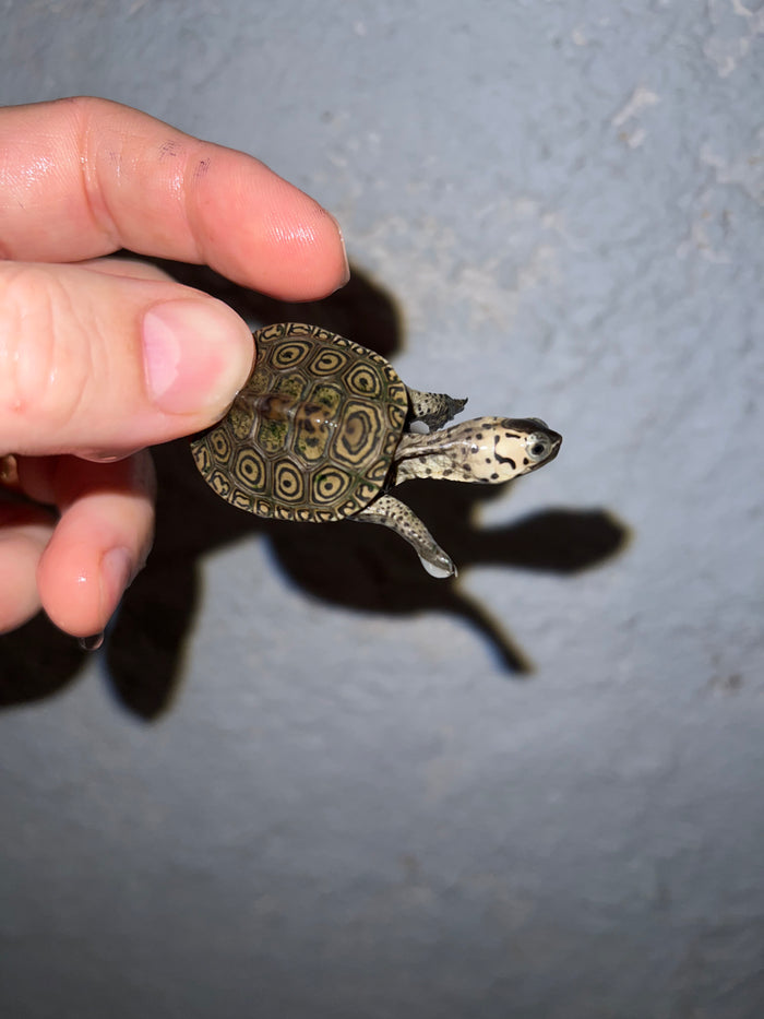 Concentric Diamondback Terrapin 2022 (Malaclemys terrapin) #10 Temp Sexed Female