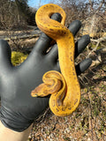 Pastel Pinstripe Low White Pied Ball Python Female #1 (Python regius)
