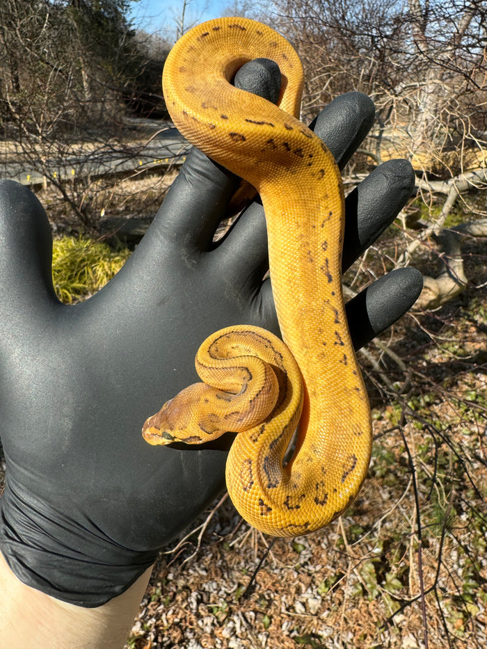 Pastel Pinstripe Low White Pied Ball Python Female #1 (Python regius)