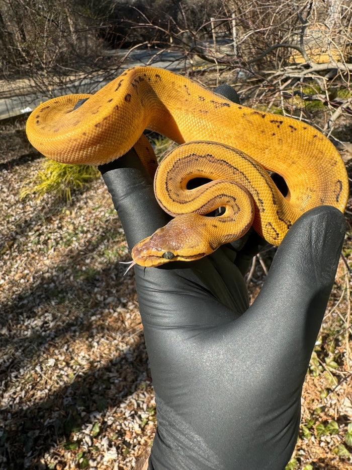 Pastel Pinstripe Low White Pied Ball Python Female #1 (Python regius)