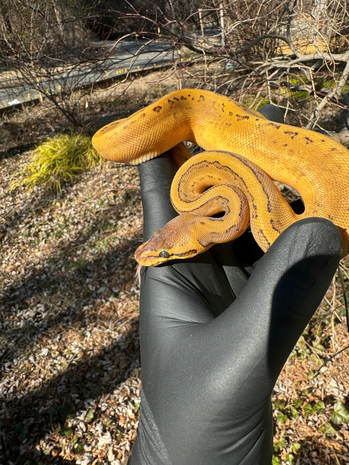 Pastel Pinstripe Low White Pied Ball Python Female #1 (Python regius)