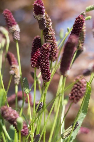Sanguisorba tenuifolia (Siberian Burnet)
