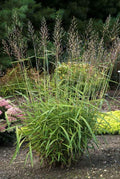 Spodiopogon sibiricus (Frost Grass)