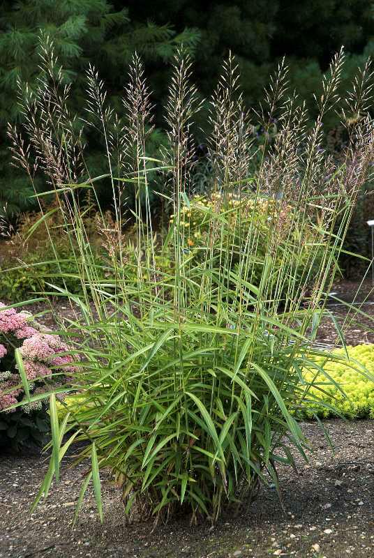 Spodiopogon sibiricus (Frost Grass)